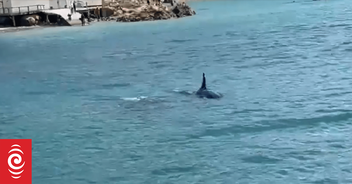 Watch: Close encounter with orcas in Wellington harbour
