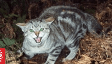 Cats kill millions of birds, bats, lizards and other native animals a year, HBRC says