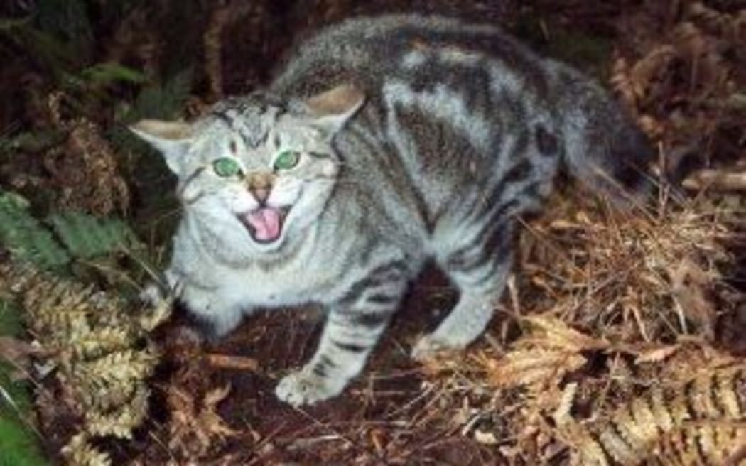 Feral and domestic cats kill millions of birds every year.