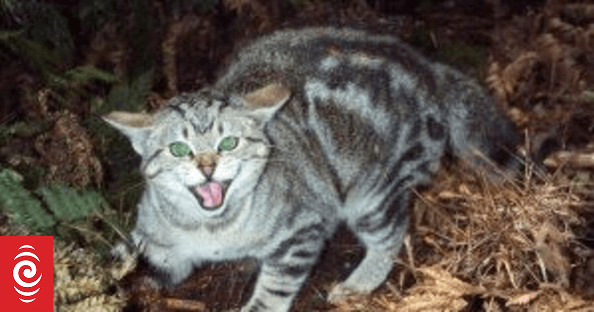 Cats kill millions of birds, bats, lizards and other native animals a year, HBRC says