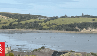 Whangaparāoa rock pools 'stripped bare' by sea life gatherers, resident says
