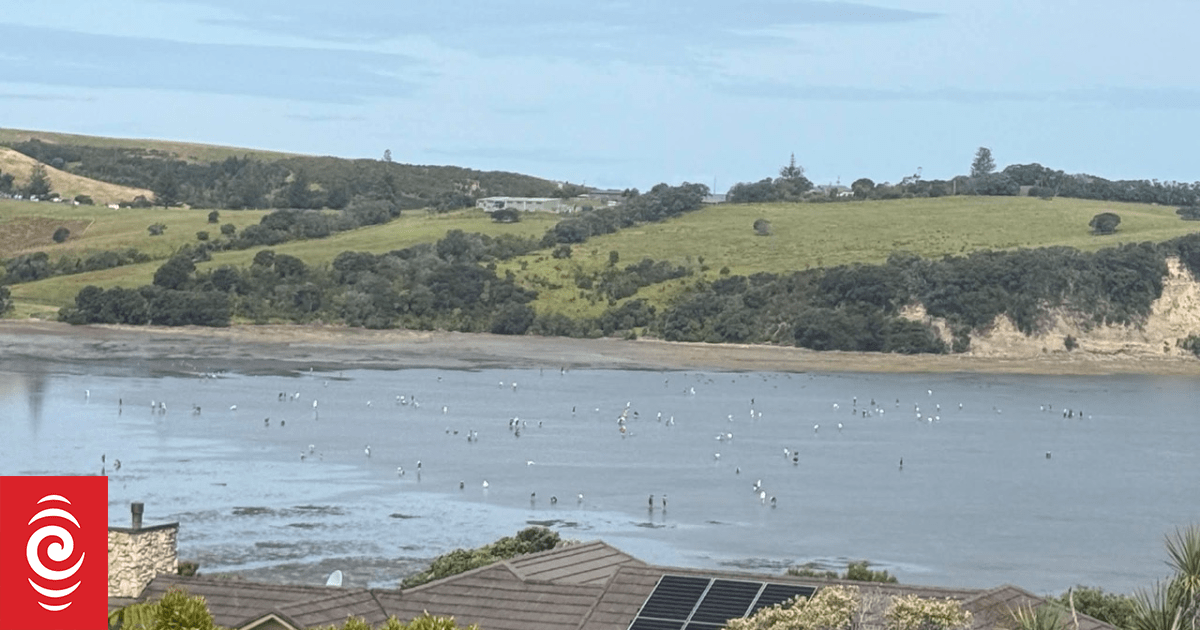 Whangaparāoa rock pools 'stripped bare' by sea life gatherers, resident says