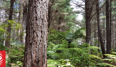 Many of Wairarapa's recent forest fires began in old burn piles, Fire and Emergency says