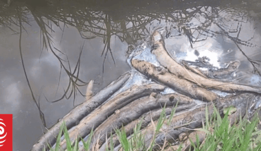 ‘It’s devastating’: Generations-old eel population wiped out in Wairoa stream