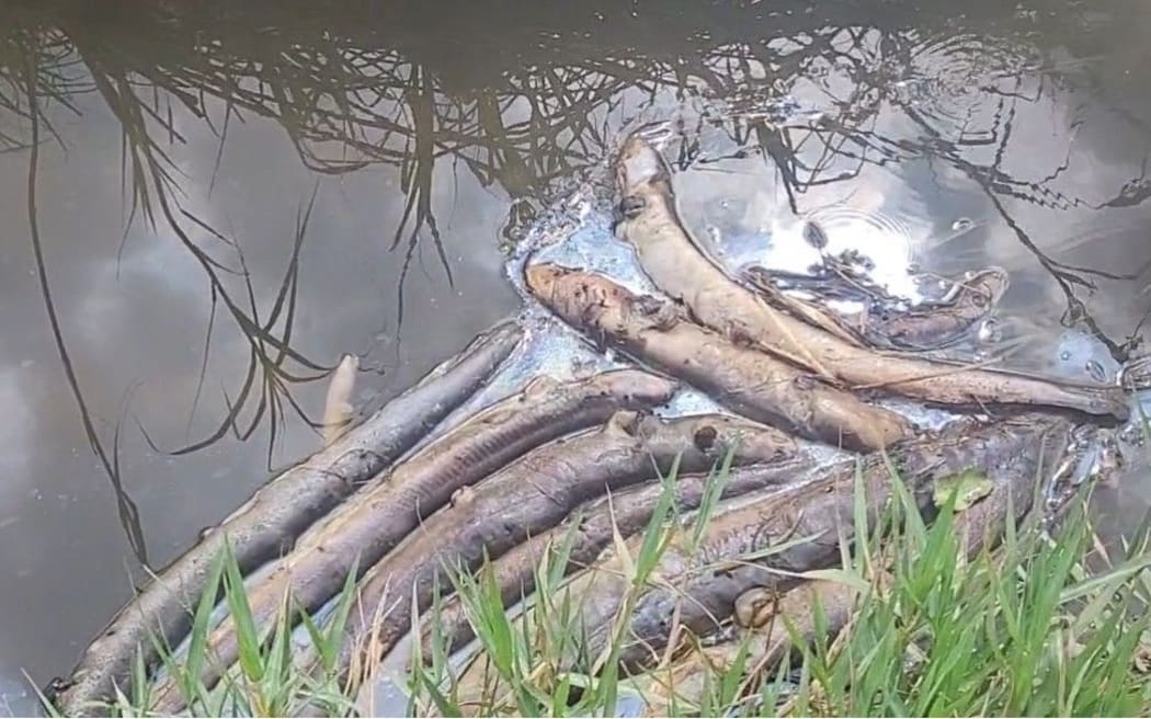 Hawke’s Bay Regional Council is investigating what caused hundreds of eels to die in the Waiatai Stream in the Waiatai Valley near Wairoa.