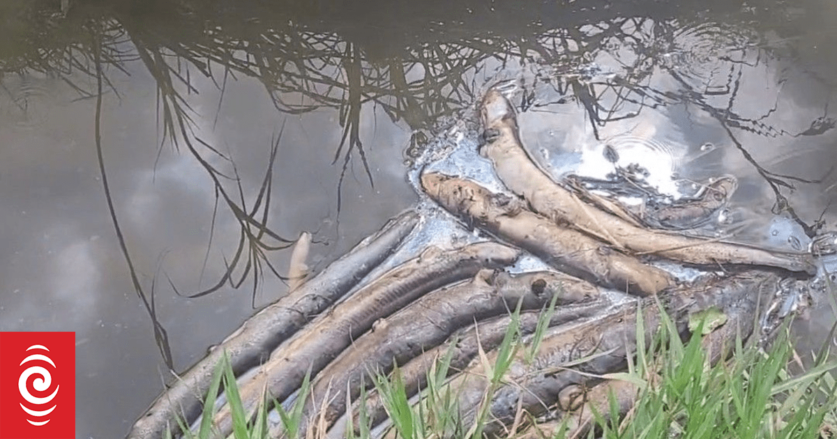 ‘It’s devastating’: Generations-old eel population wiped out in Wairoa stream
