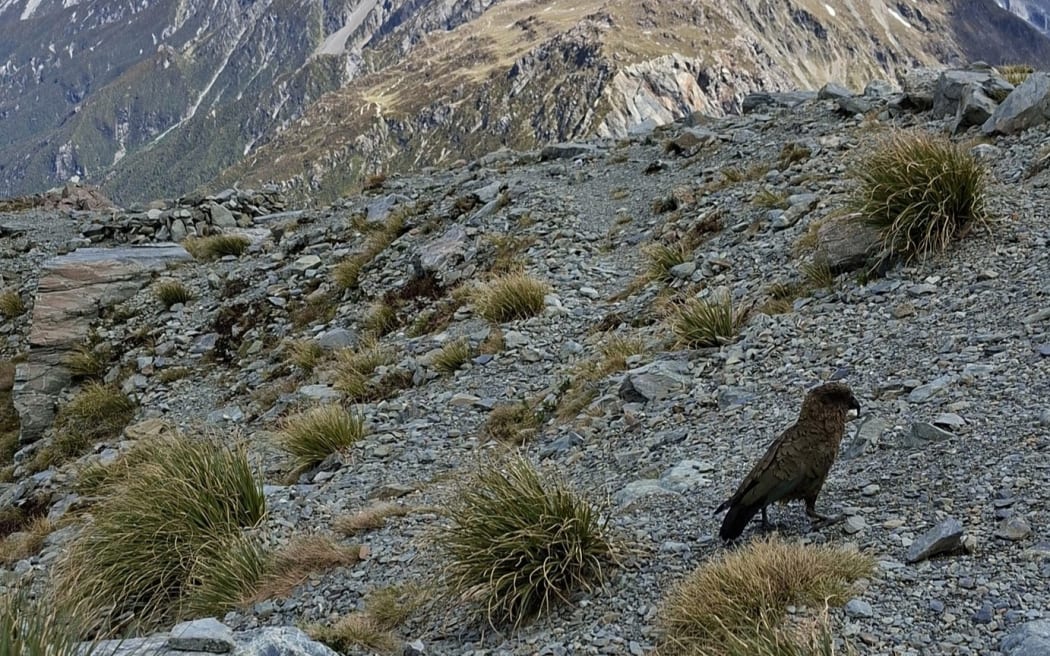 Late last year, a climber staying at the Sefton Bivouac alerted us to a kea trapped in the bivvy’s water tank after hearing calls echoing from it overnight. The lid had been removed, and the inquisitive kea had hopped in but couldn’t get out.
Two members of our DOC Aoraki Mountain Rescue team trekked up to Sefton Bivouac where they found the adult kea perched at the bottom of the tank, seemingly unimpressed by its situation. One team member leaned in and safely lifted the bird out.