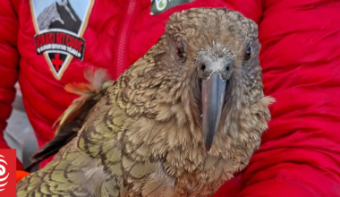 Inquisitive kea rescued after becoming trapped in water tank