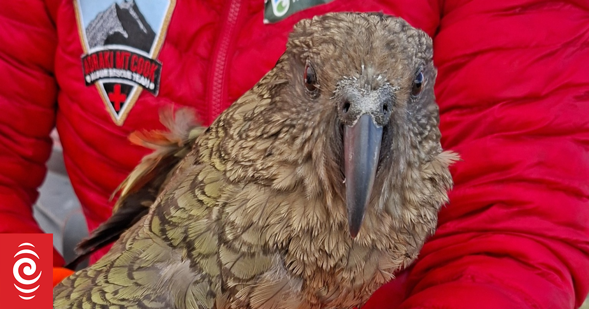 Inquisitive kea rescued after becoming trapped in water tank