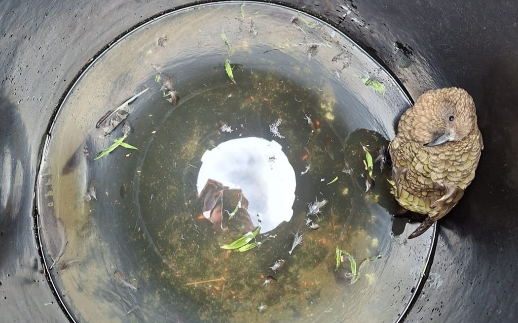 Late last year, a climber staying at the Sefton Bivouac alerted us to a kea trapped in the bivvy’s water tank after hearing calls echoing from it overnight. The lid had been removed, and the inquisitive kea had hopped in but couldn’t get out.
Two members of our DOC Aoraki Mountain Rescue team trekked up to Sefton Bivouac where they found the adult kea perched at the bottom of the tank, seemingly unimpressed by its situation. One team member leaned in and safely lifted the bird out.