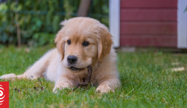 Auckland landlord compensated for ‘pungent’ smell of dog urine in North Shore house