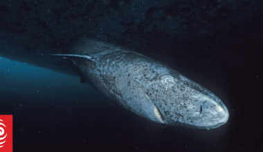 Eyes of world's longest-living vertebrate, the Greenland shark, show little ageing