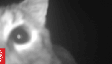 Roaming cats pose threat to native wildlife in Queenstown wetland