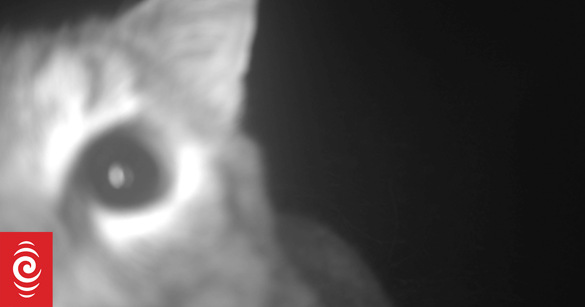 Roaming cats pose threat to native wildlife in Queenstown wetland