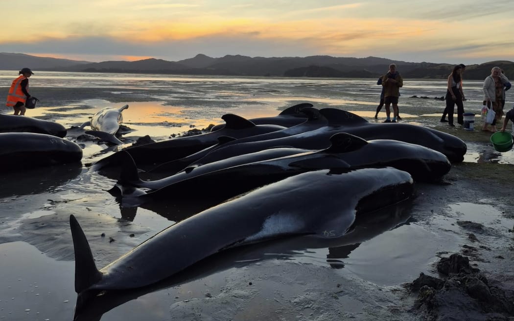 Whales stranded as the sun sets.