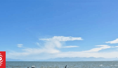 Farewell Spit stranding: 11 euthanised, 42 returned to sea