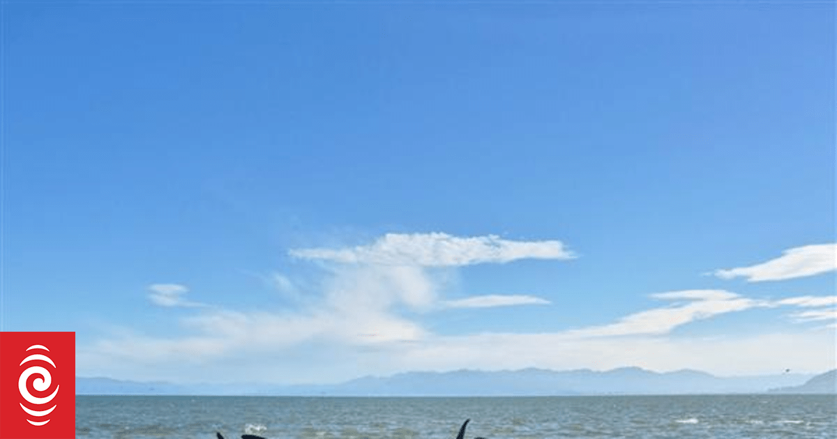 Farewell Spit stranding: 11 euthanised, 42 returned to sea