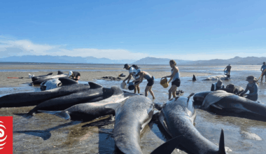 Mass whale stranding on Farewell Spit
