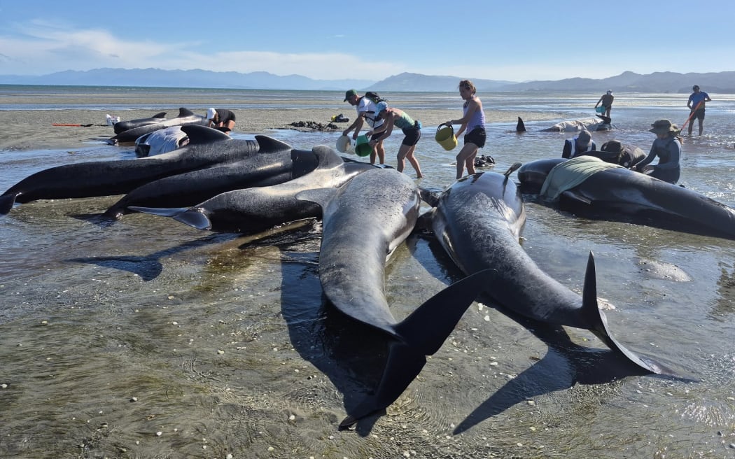 More than 50 pilot whales have stranded across two sites on Farewell Spit.
