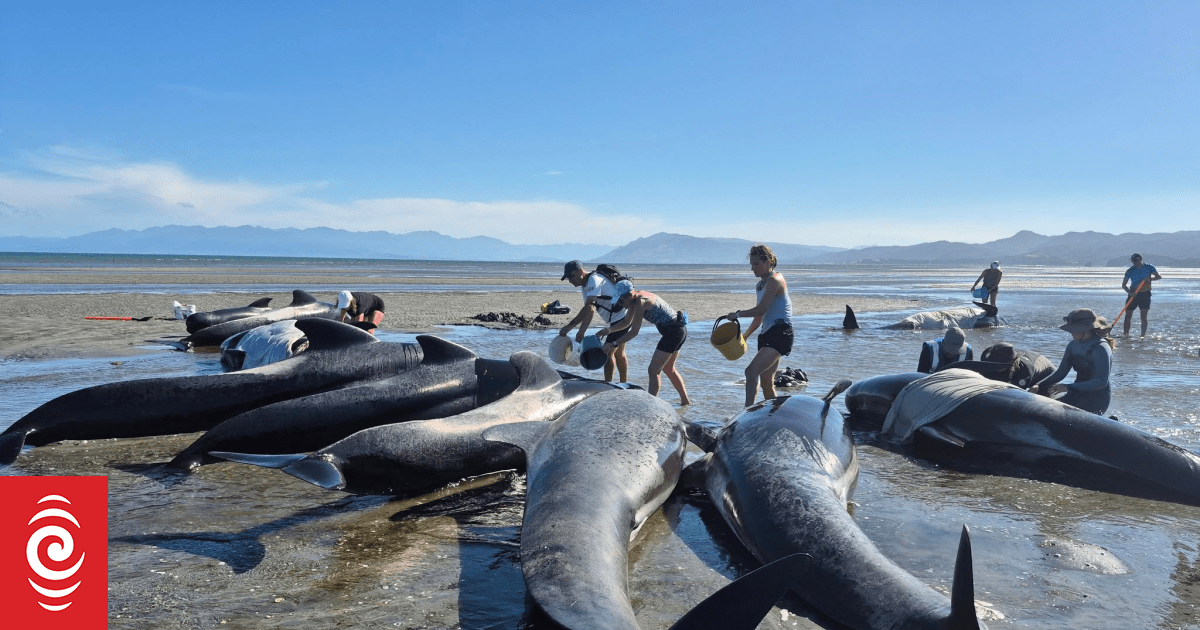 Mass whale stranding on Farewell Spit