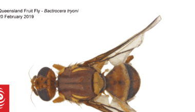 Movement of produce restricted in Auckland suburb after fruit fly found