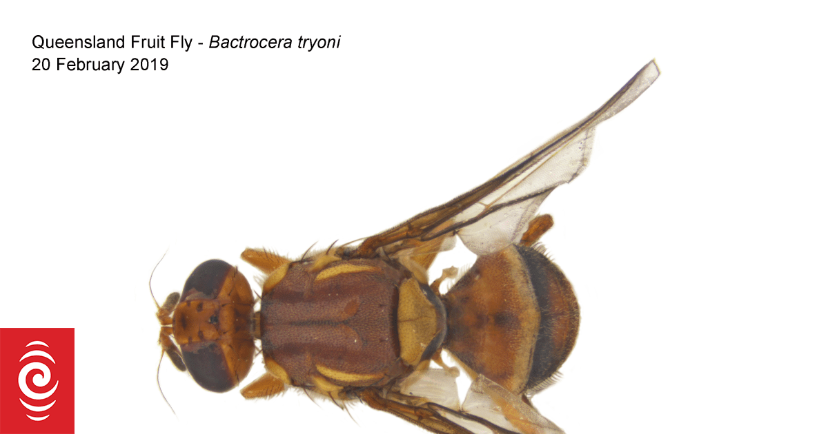 Movement of produce restricted in Auckland suburb after fruit fly found