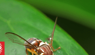 Fruit fly found in Auckland suburb; restrictions in place
