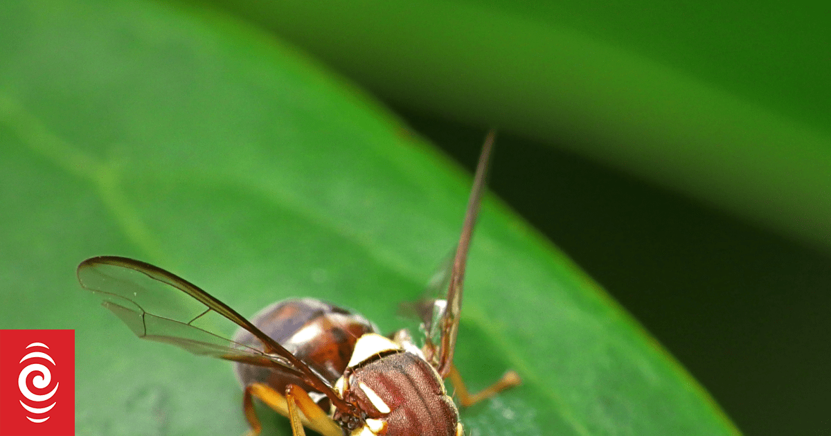 Fruit fly found in Auckland suburb; restrictions in place