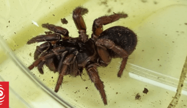 Caught in a web: Biologist discovers possible new spider species