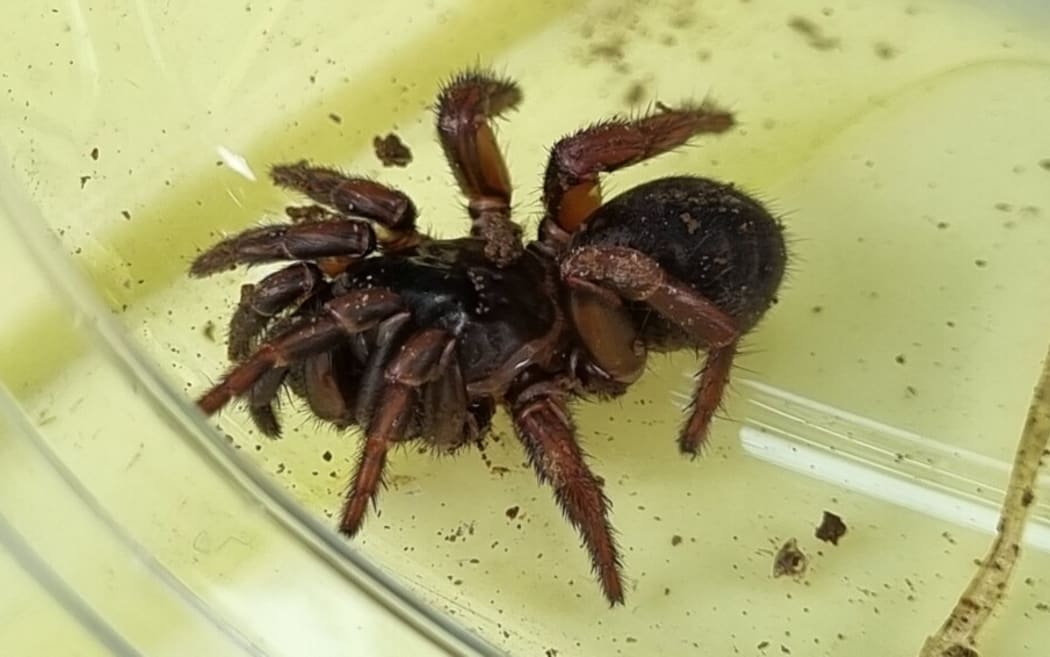 This spider found in Taranaki could possibly be named a new species.