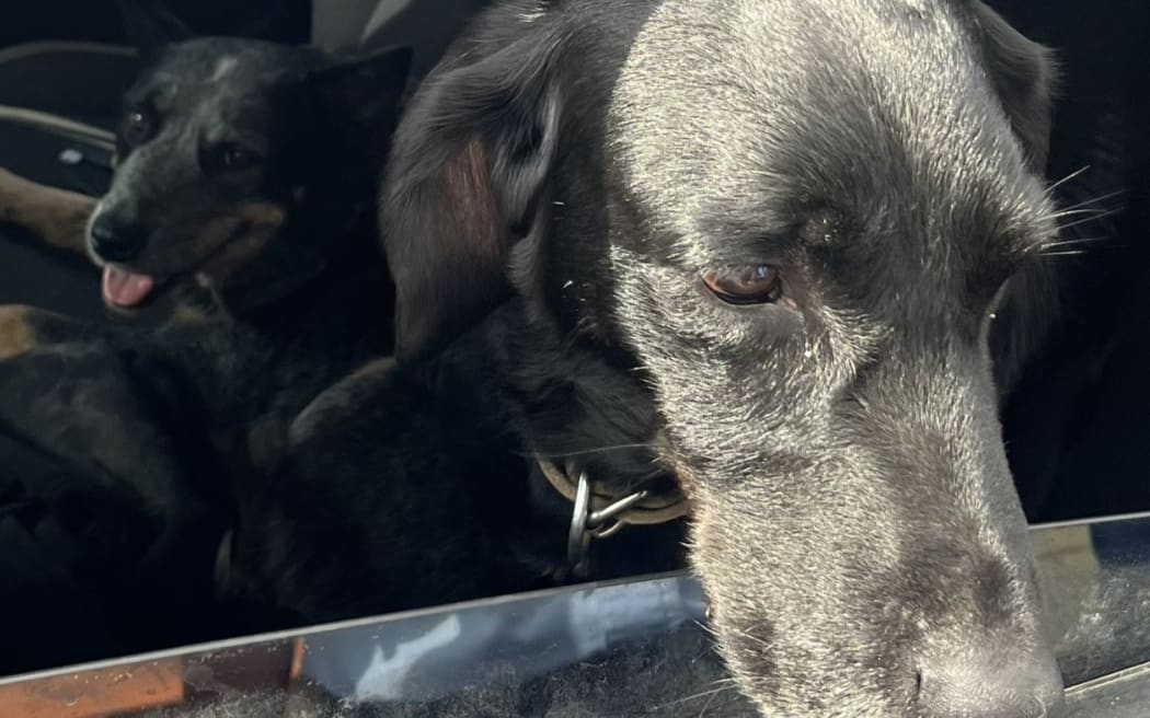 Huntaway-cross Jock and blue heeler Nala have been found.