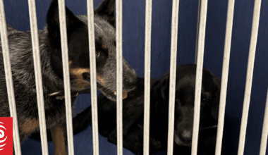 'Hero driver' praised for aiding in return of missing dogs following vehicle theft