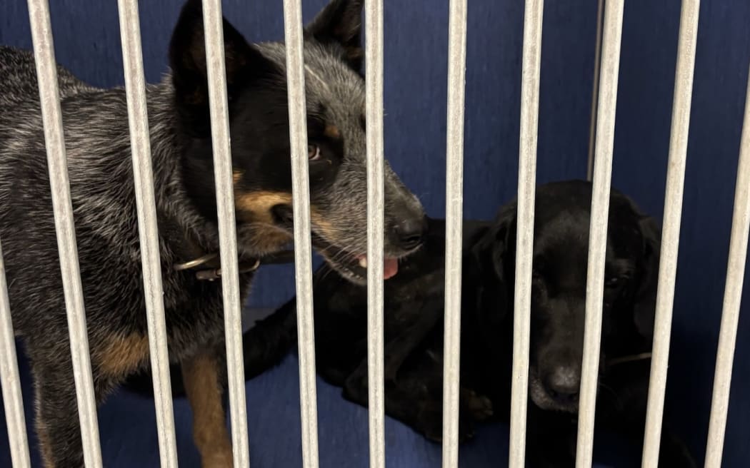 Huntaway-cross Jock and blue heeler Nala have been found.