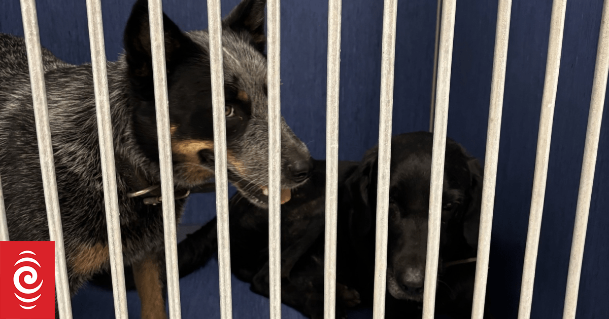 'Hero driver' praised for aiding in return of missing dogs following vehicle theft