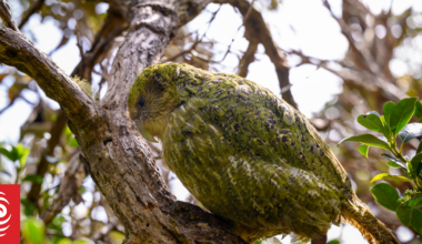 'Always exciting' - Bumper season for kākāpō breeding