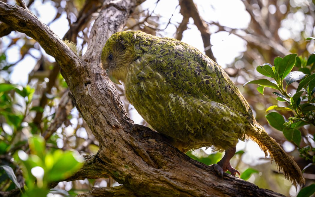 Kākāpō breeding season is officially underway