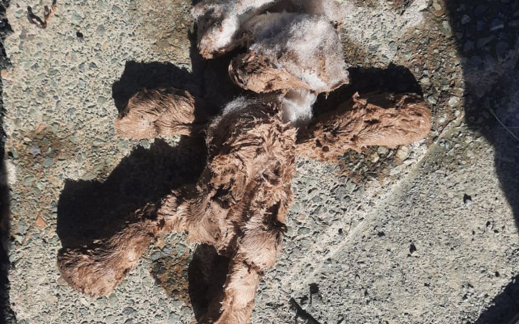 Teddy bears are among the strange items that have been pulled out of the Nelson Tasman region's wastewater network in the past.