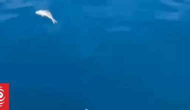 Fisheries NZ investigating report of illegal fish dumping