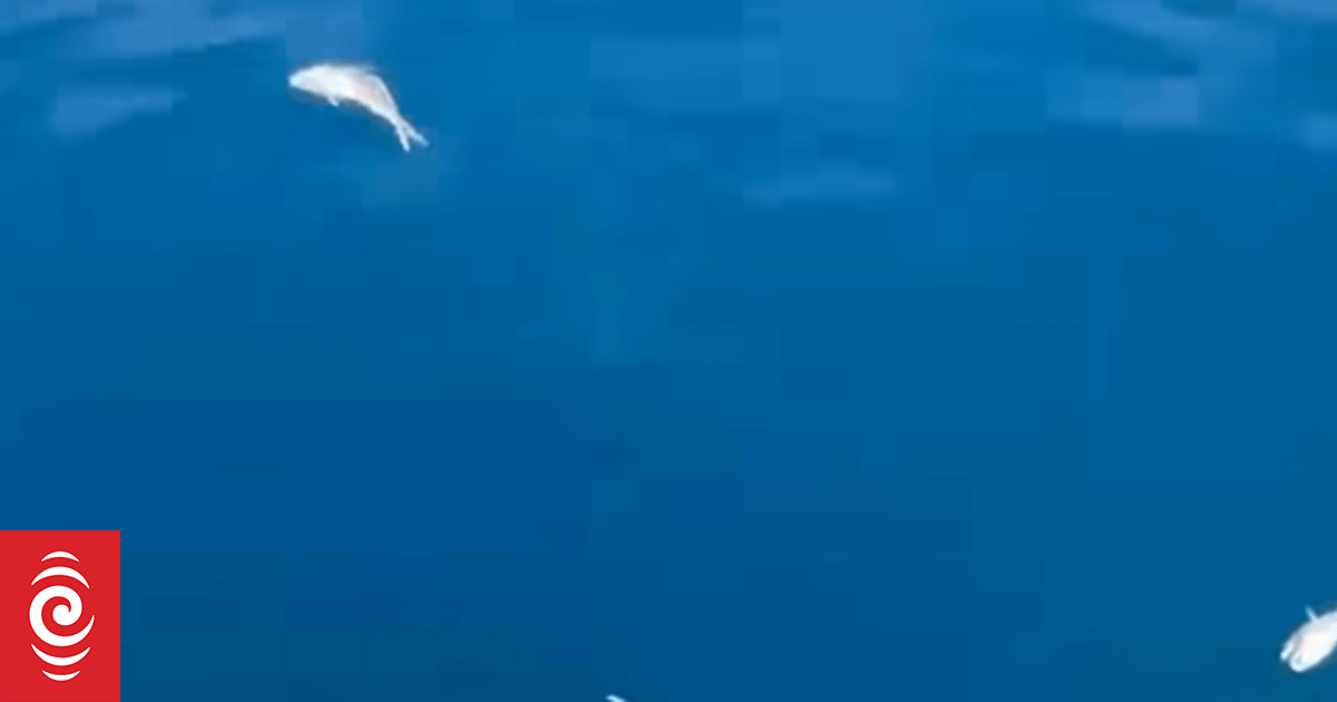 Fisheries NZ investigating report of illegal fish dumping