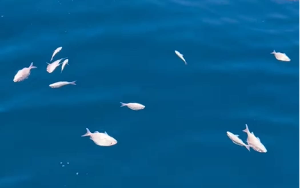 Small snapper found floating in the Hauraki Gulf on 5 January by a group out spear fishing off Great Barrier Island.