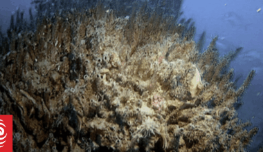 Action on Marlborough Sounds parchment worm ‘in the too-hard basket’