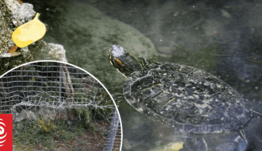 Stolen turtles slowly make their way home to Hastings park