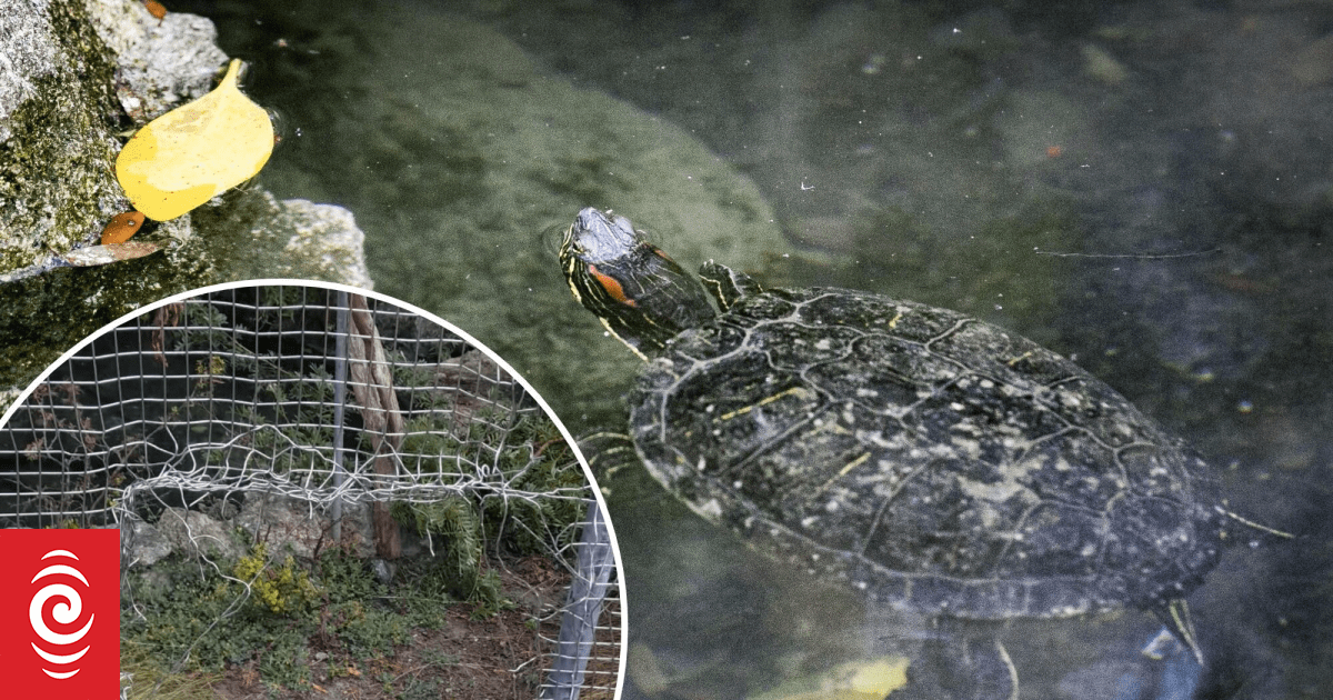 Stolen turtles slowly make their way home to Hastings park