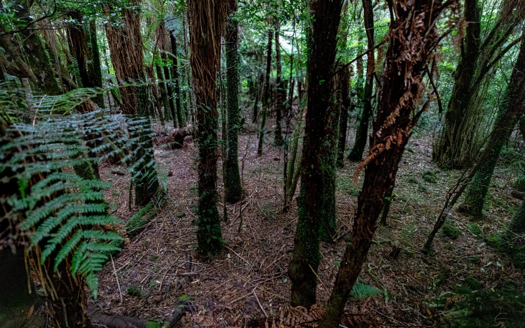 Keeping predators out of Wainuiomata Orongorongo Water Collection Area forest