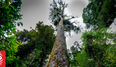 $5.9 million fence to protect Wellington forest from pests