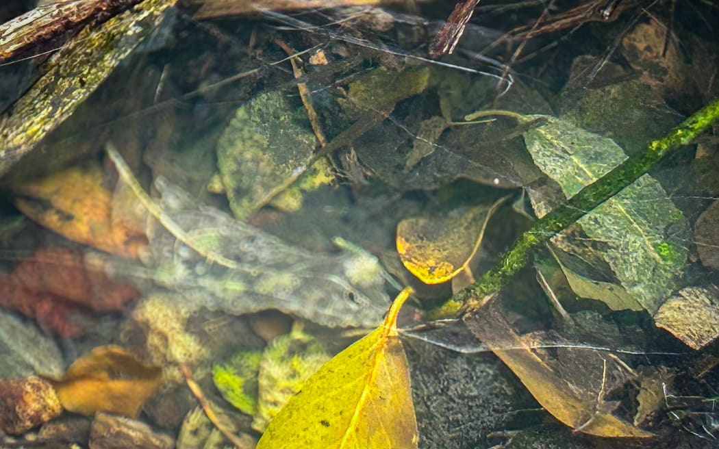 Kumutoto Stream, The hidden river in wellington city