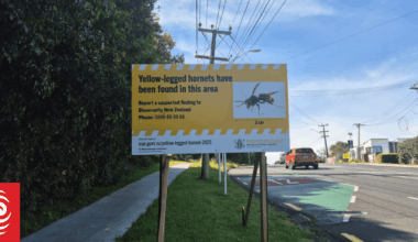 Earring-sized transmitters introduced in war against yellow-legged hornets