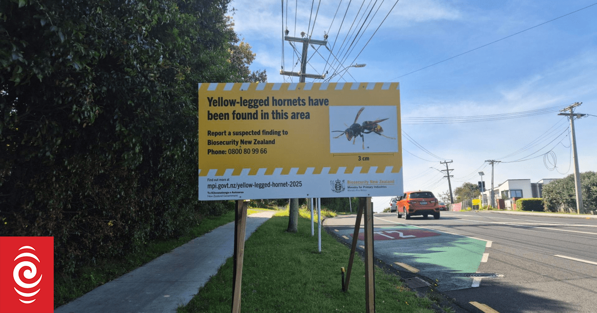 Earring-sized transmitters introduced in war against yellow-legged hornets