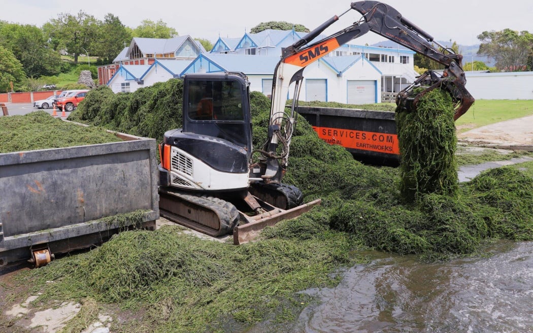 Removal of lake weed at Rotorua Lakefront.  Photo  / Ben Fraser