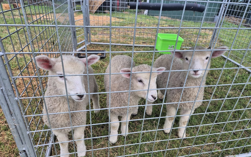 Puke Aute papakāinga is in Te Hauke, about 20 minutes south of Hastings in Hawke's Bay.